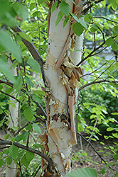 Heritage River Birch (Betula nigra 'Heritage') at Lurvey Garden Center