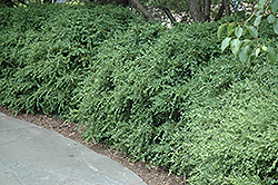 Wintergreen Boxwood (Buxus microphylla 'Wintergreen') at Lurvey Garden Center