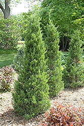 Fairview Juniper (Juniperus chinensis 'Fairview') at Lurvey Garden Center