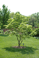 Painted Maple (Acer pictum) at Lurvey Garden Center