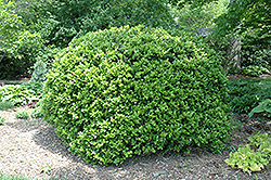 Japanese Boxwood (Buxus microphylla 'var. japonica') at Lurvey Garden Center