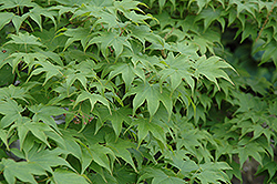 Utsu Semi Japanese Maple (Acer palmatum 'Utsu Semi') at Lurvey Garden Center