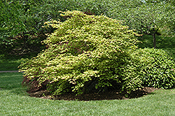 Tsuma Gaki Japanese Maple (Acer palmatum 'Tsuma Gaki') at Lurvey Garden Center