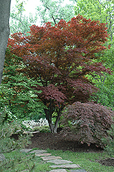 Oshio Beni Japanese Maple (Acer palmatum 'Oshio Beni') at Lurvey Garden Center