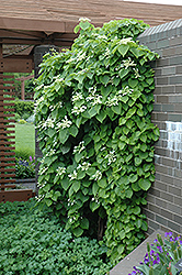 Japanese Hydrangea Vine (Schizophragma hydrangeoides) at Lurvey Garden Center