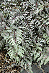 Pewter Lace Painted Fern (Athyrium nipponicum 'Pewter Lace') at Lurvey Garden Center
