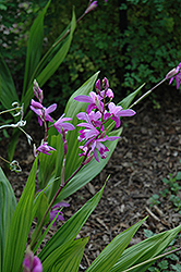 Lavender Japanese Hyacinth Orchid (Bletilla striata) at Lurvey Garden Center