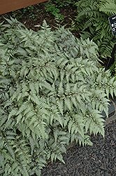 Wildwood Twist Japanese Painted Fern (Athyrium nipponicum 'Wildwood Twist') at Lurvey Garden Center