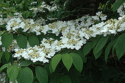 Shasta Doublefile Viburnum (Viburnum plicatum 'Shasta') at Lurvey Garden Center