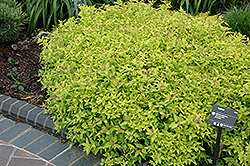 Limemound Spirea (Spiraea japonica 'Limemound') at Lurvey Garden Center
