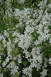 Nikko Deutzia (Deutzia gracilis 'Nikko') at Lurvey Garden Center