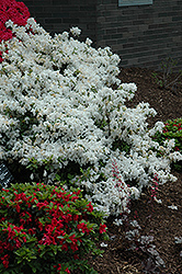 Delaware Valley White Azalea (Rhododendron 'Delaware Valley White') at Lurvey Garden Center