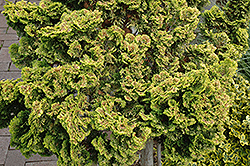 Dwarf Golden Hinoki Falsecypress (Chamaecyparis obtusa 'Nana Lutea') at Lurvey Garden Center