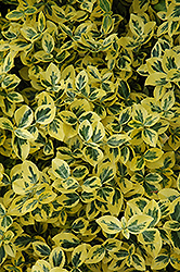 Emerald 'n' Gold Wintercreeper (Euonymus fortunei 'Emerald 'n' Gold') at Lurvey Garden Center