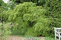 Germaine's Gyration Cutleaf Japanese Maple (Acer palmatum 'Germaine's Gyration') at Lurvey Garden Center