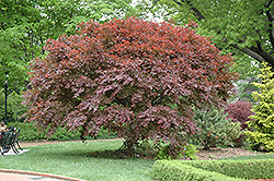 Trompenburg Japanese Maple (Acer palmatum 'Trompenburg') at Lurvey Garden Center