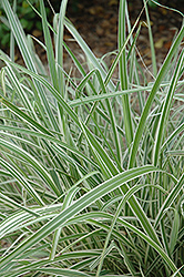 Rigoletto Maiden Grass (Miscanthus sinensis 'Rigoletto') at Lurvey Garden Center