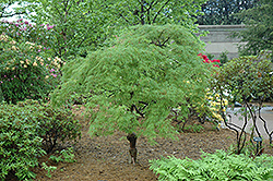 Cutleaf Japanese Maple (Acer palmatum 'Dissectum') at Lurvey Garden Center