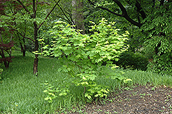 Vine Maple (Acer circinatum) at Lurvey Garden Center