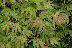 Aka Shigitatsu Sawa Japanese Maple (Acer palmatum 'Aka Shigitatsu Sawa') at Lurvey Garden Center
