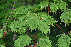 Cutleaf Fullmoon Maple (Acer japonicum 'Aconitifolium') at Lurvey Garden Center