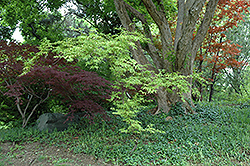 Sagara Nishiki Japanese Maple (Acer palmatum 'Sagara Nishiki') at Lurvey Garden Center