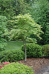Osakazuki Japanese Maple (Acer palmatum 'Osakazuki') at Lurvey Garden Center