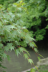 Sazanami Japanese Maple (Acer palmatum 'Sazanami') at Lurvey Garden Center