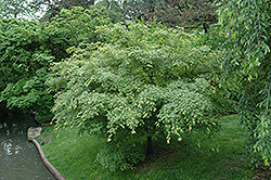 Sazanami Japanese Maple (Acer palmatum 'Sazanami') at Lurvey Garden Center