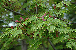 Maiku Jaku Fernleaf Full Moon Maple (Acer japonicum 'Maiku Jaku') at Lurvey Garden Center