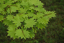 Itaya Full Moon Maple (Acer japonicum 'Itaya') at Lurvey Garden Center