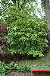 Cutleaf Fullmoon Maple (Acer japonicum 'Aconitifolium') at Lurvey Garden Center
