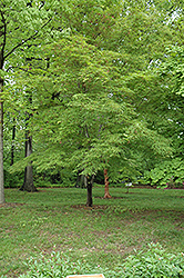 Scolopendrifolium Japanese Maple (Acer palmatum 'Scolopendrifolium') at Lurvey Garden Center
