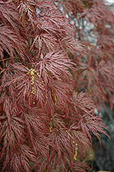 Inaba Shidare Cutleaf Japanese Maple (Acer palmatum 'Inaba Shidare') at Lurvey Garden Center