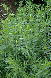 French Tarragon (Artemisia dracunculus 'Sativa') at Lurvey Garden Center