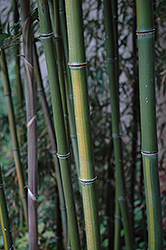 Yellow Grove Bamboo (Phyllostachys aureosulcata) at Lurvey Garden Center