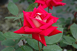 Love Rose (Rosa 'Love') at Lurvey Garden Center