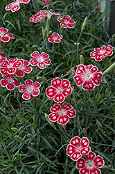 Spotty Pinks (Dianthus 'Spotty') at Lurvey Garden Center