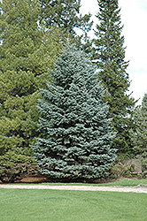 Mission Blue Colorado Spruce (Picea pungens 'Mission Blue') at Lurvey Garden Center