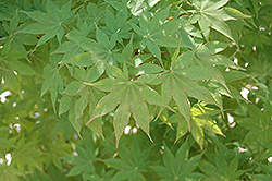 Kagero Japanese Maple (Acer palmatum 'Kagero') at Lurvey Garden Center