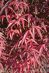 Willow Leaf Japanese Maple (Acer palmatum 'Willow Leaf') at Lurvey Garden Center