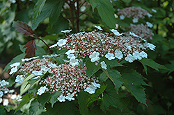 Onondaga Viburnum (Viburnum sargentii 'Onondaga') at Lurvey Garden Center