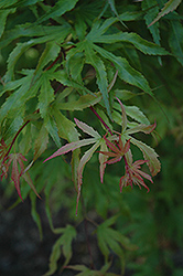 Tsuri Nishiki Japanese Maple (Acer palmatum 'Tsuri Nishiki') at Lurvey Garden Center