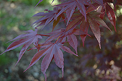 Moonfire Japanese Maple (Acer palmatum 'Moonfire') at Lurvey Garden Center