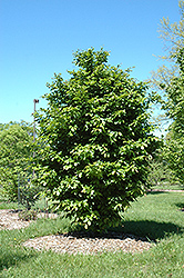 Vanessa Parrotia (Parrotia persica 'Vanessa') at Lurvey Garden Center