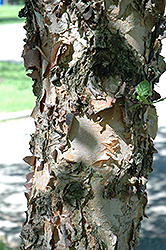 Heritage Improved River Birch (Betula nigra 'Heritage Improved') at Lurvey Garden Center