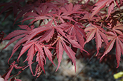 Oshu Shidare Japanese Maple (Acer palmatum 'Oshu Shidare') at Lurvey Garden Center