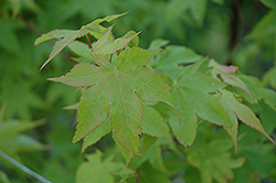 Tana Japanese Maple (Acer palmatum 'Tana') at Lurvey Garden Center