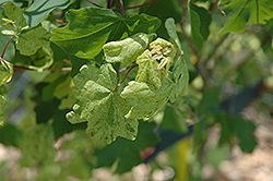 Pulverulentum Hedge Maple (Acer campestre 'Pulverulentum') at Lurvey Garden Center