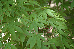 Osakazuki Japanese Maple (Acer palmatum 'Osakazuki') at Lurvey Garden Center